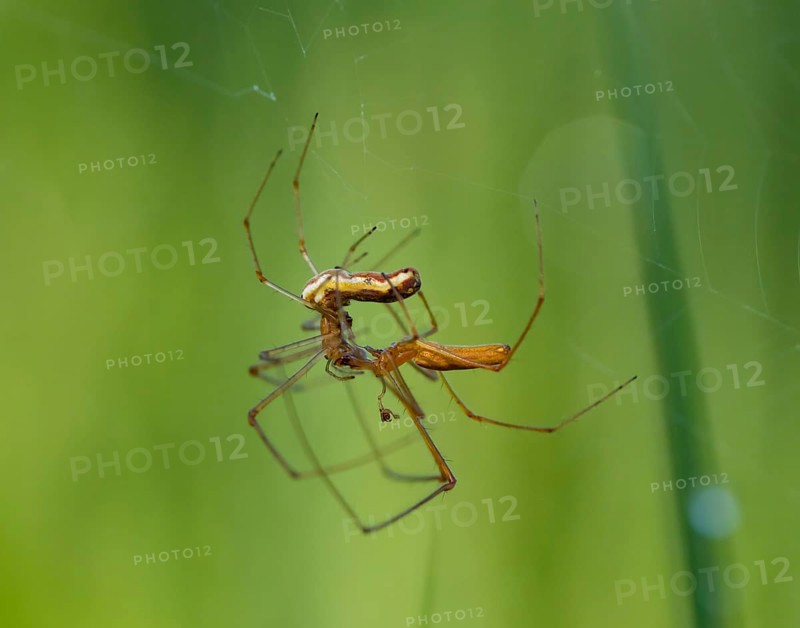 Stretcher spiders