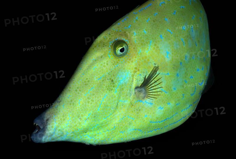 Scrawled Filefish