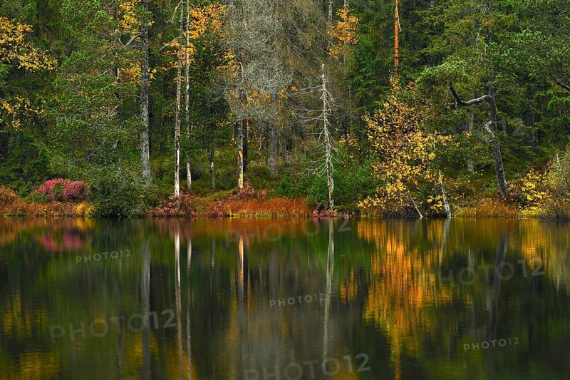 Trees reflected in lake