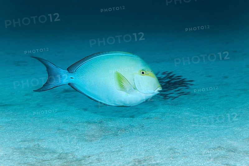 Yellowfin surgeonfish