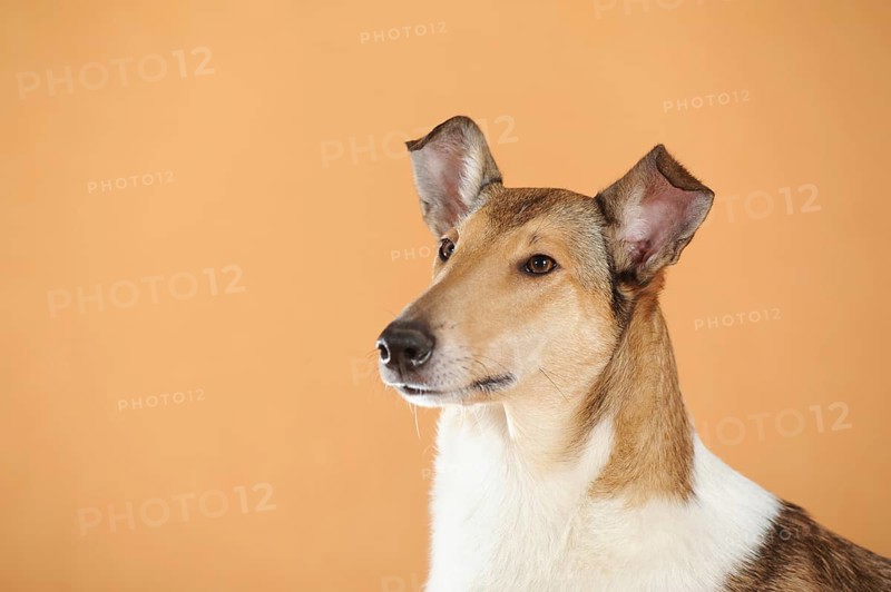 Smooth collie