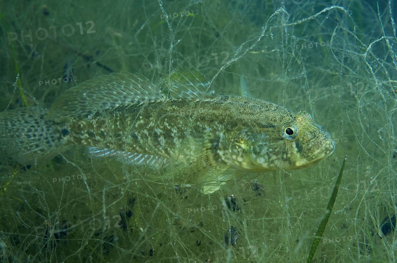 Grass goby
