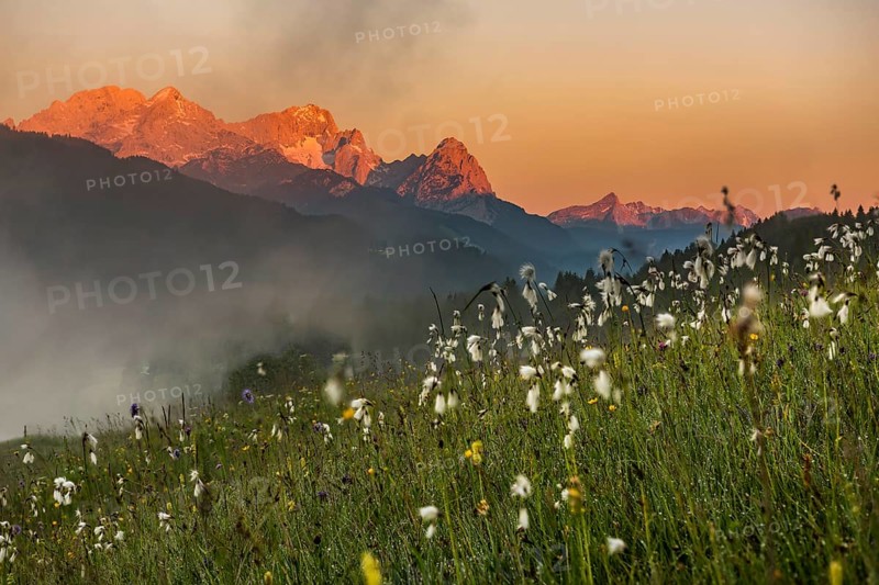 Cottongrass
