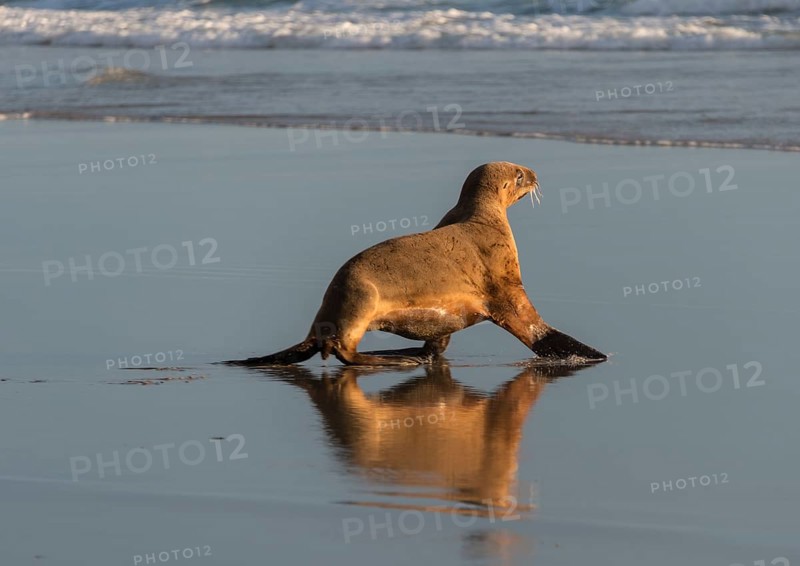 New Zealand Sea Lion