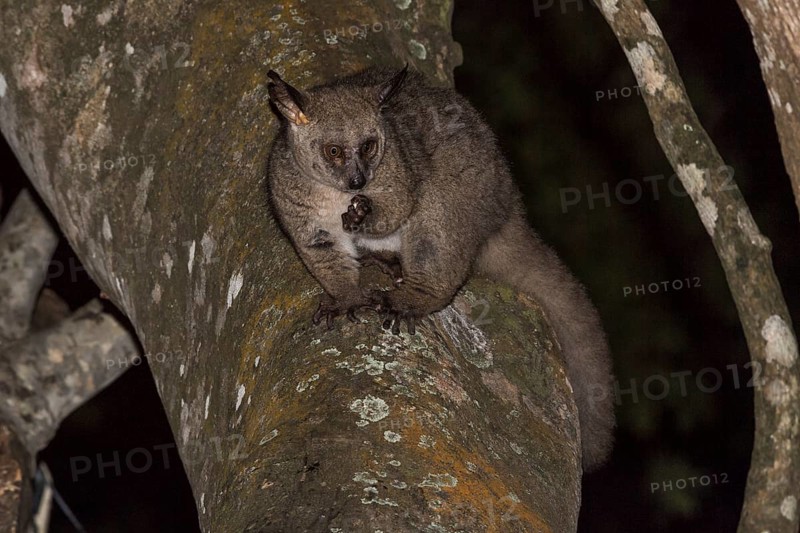 Brown greater galago