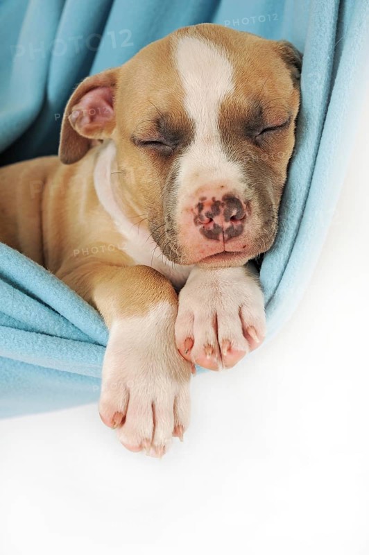 American Staffordshire Terrier