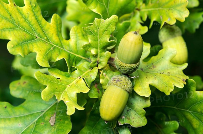 Unripe acorn