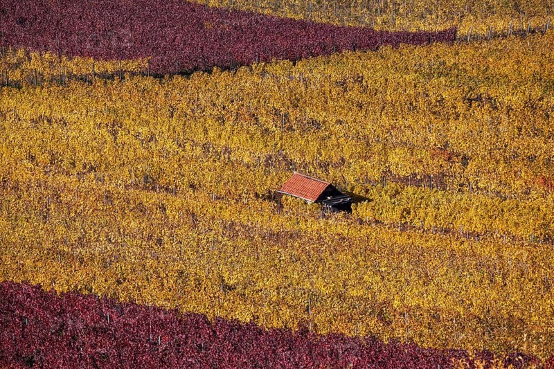 Viniculture