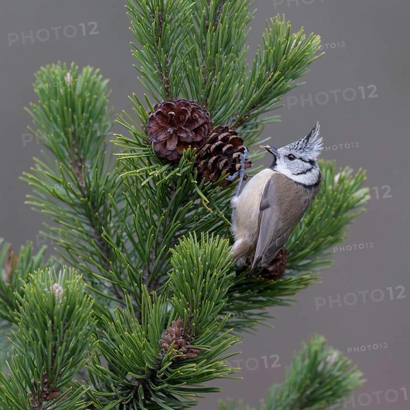 Crested tit