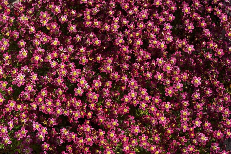 Saxifrage