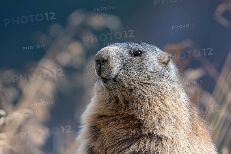 Alpine marmot