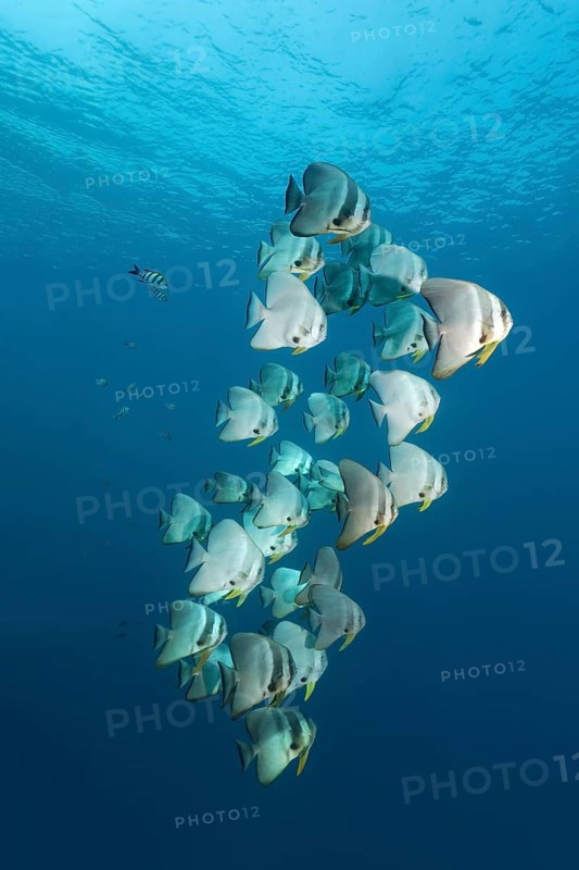 Longfin batfish