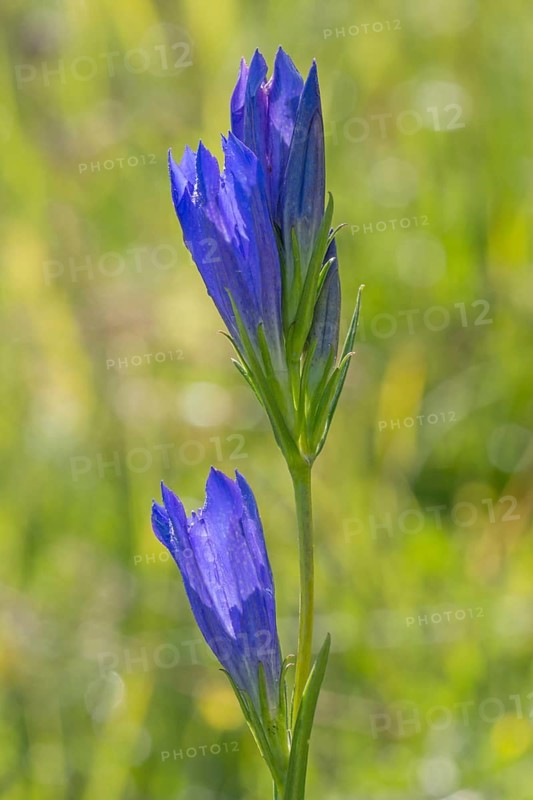 Marsh gentian