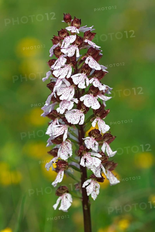 Blooming Lady Orchid