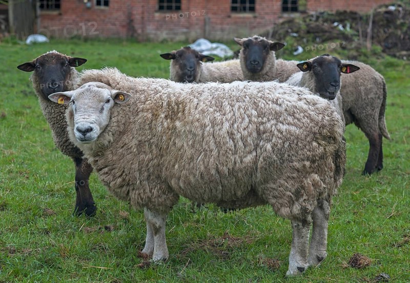 Texel sheep breed with black head sheep