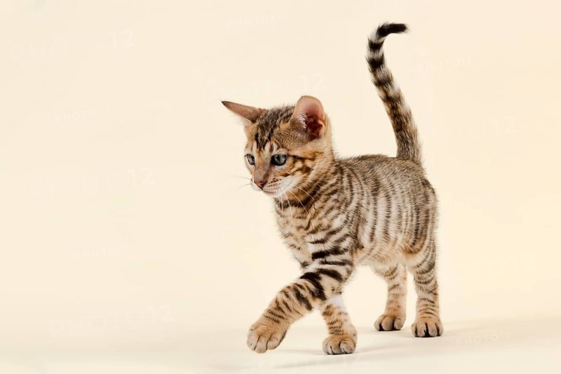 Breed cat Toyger
