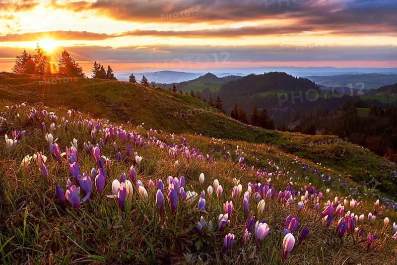 Alpine meadow with flowering crocuses