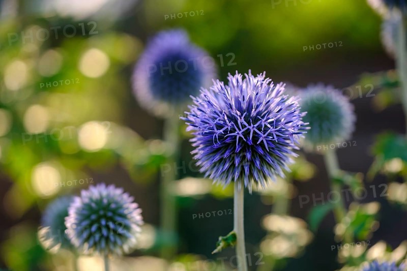 Blue flower of the globe thistle