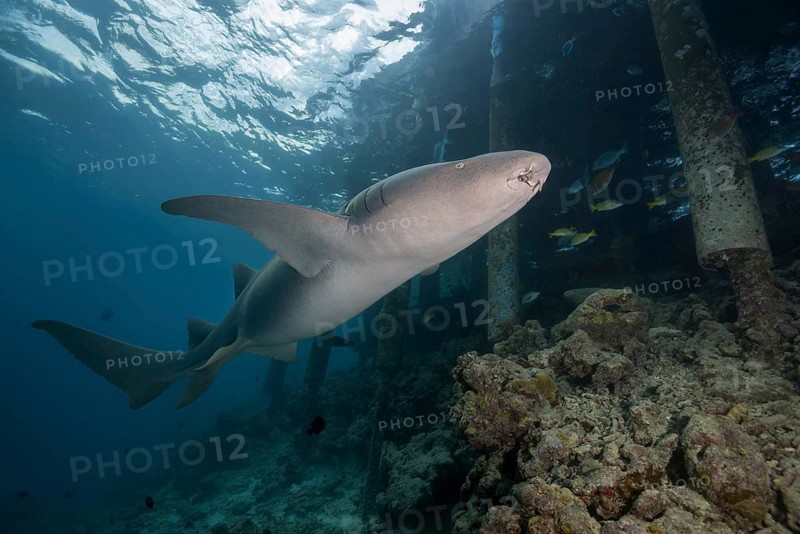 Tawny nurse shark