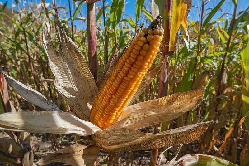 Fodder maize