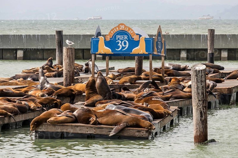 California sea lions