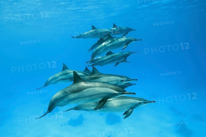 Pod of Spinner Dolphins