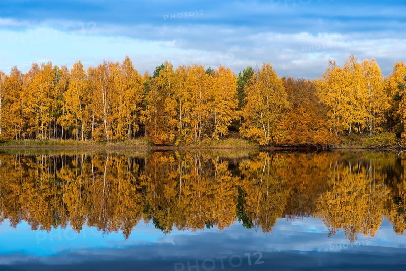 Colourfully coloured autumn forest