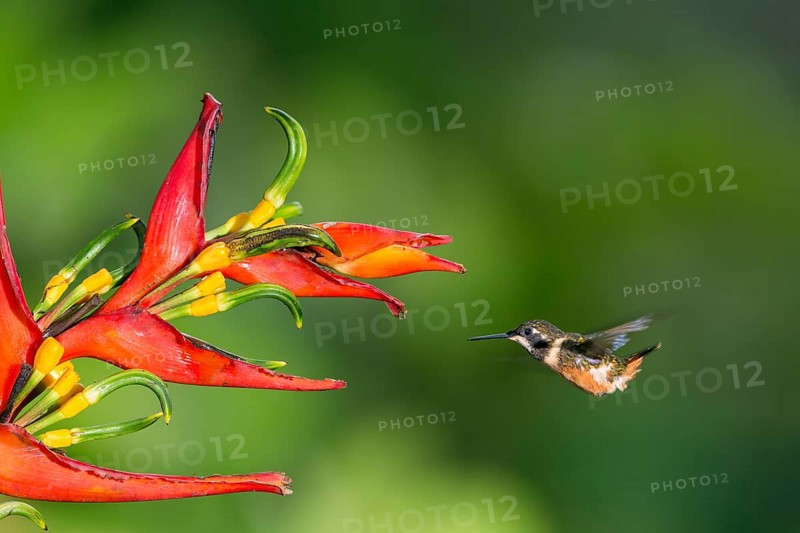 Purple-throated woodstar