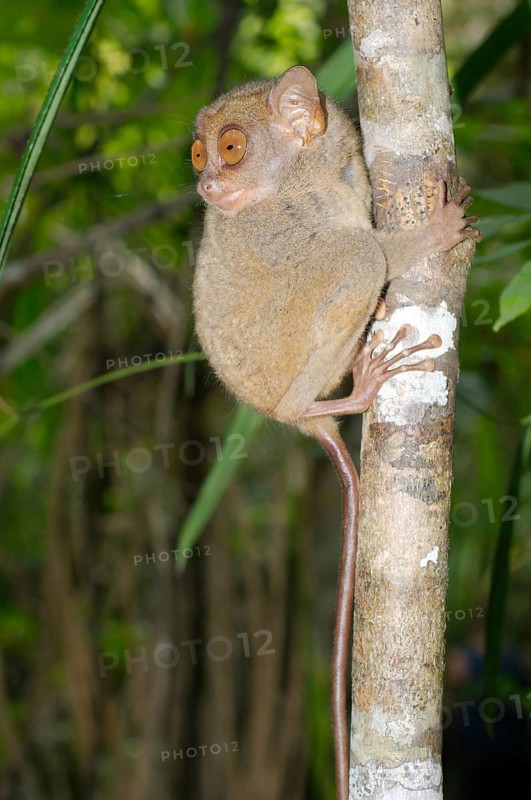 Philippine tarsier