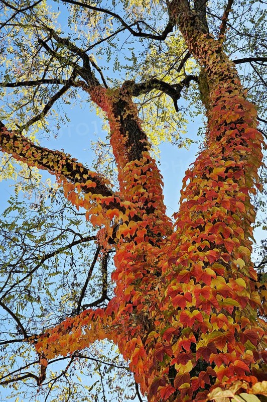 Boston ivy