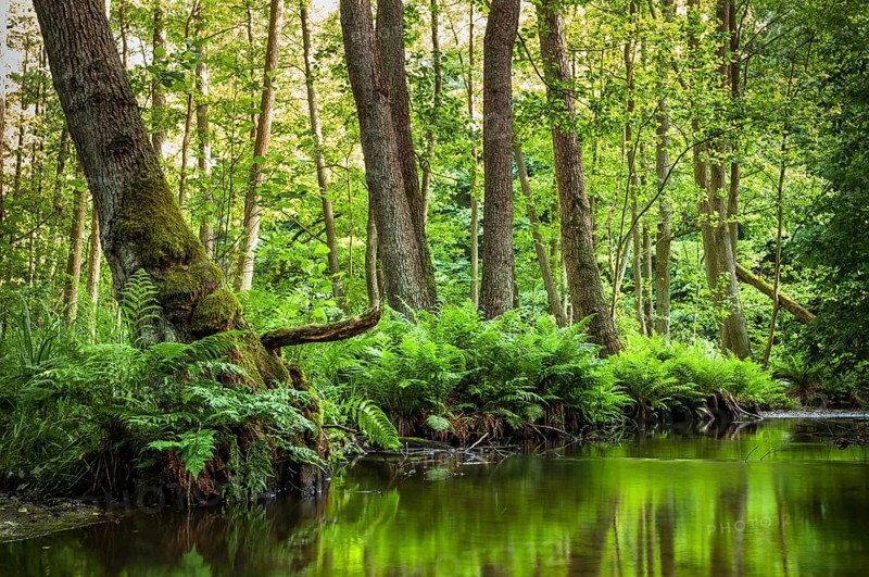 Streambed of The Schlaube River with ferns