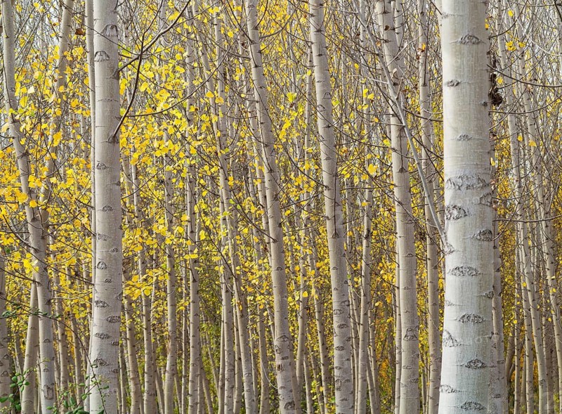 Yellow aspens