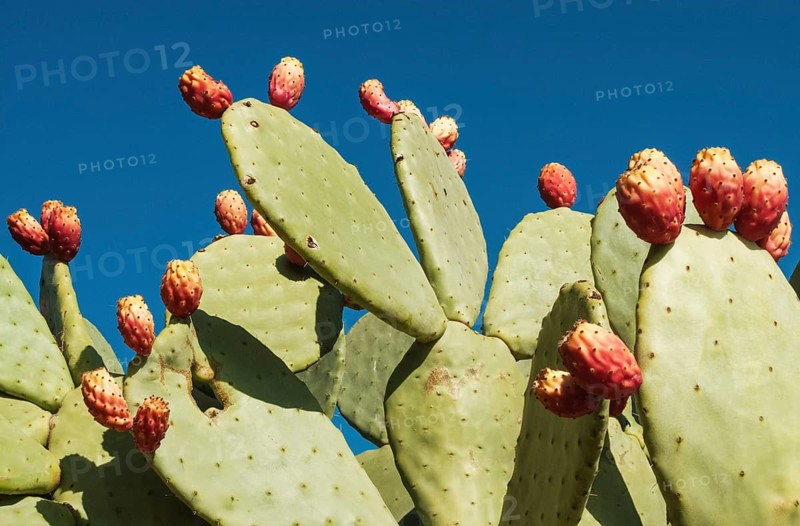 Prickly pear
