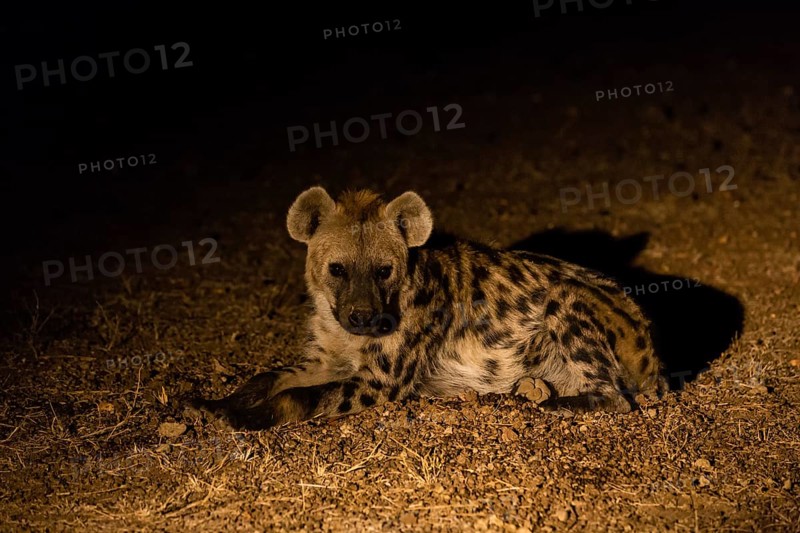 Spotted Hyena