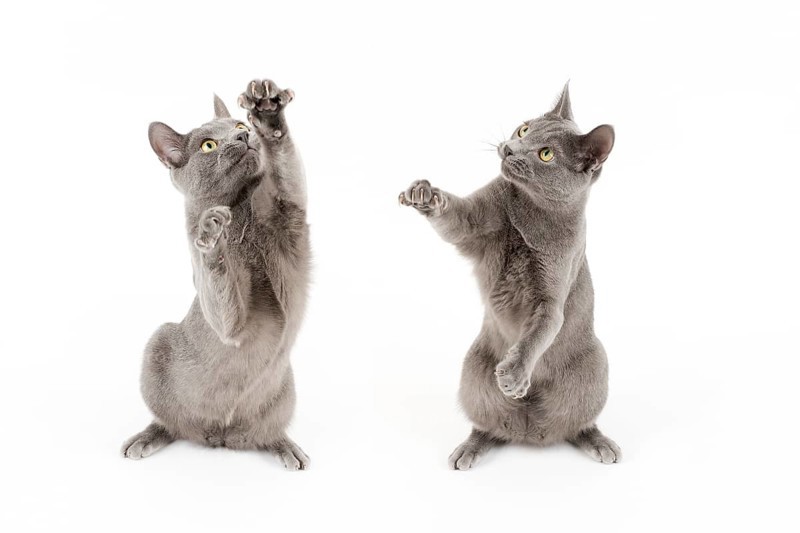 Russian Blue