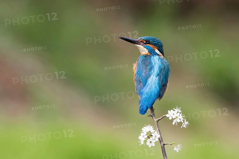 Kingfisher