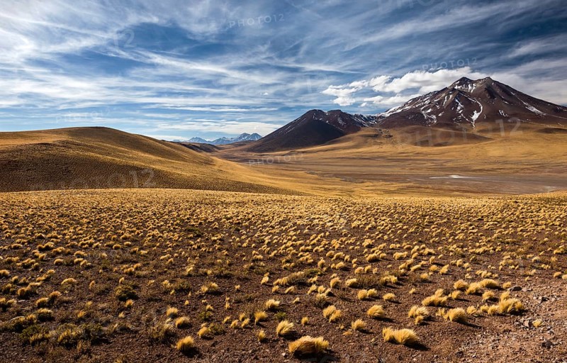 Andean highlands with yyellow Peruvian feathergrass