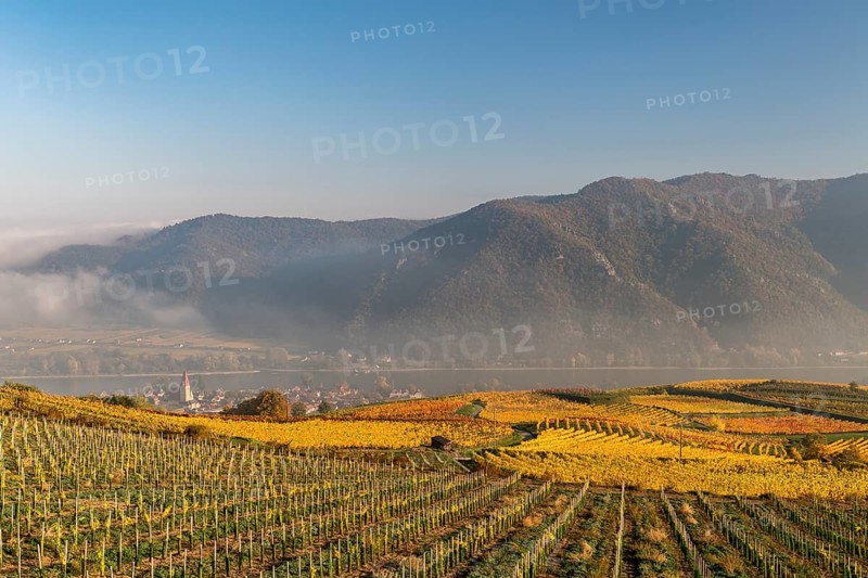 Autumnal vineyards