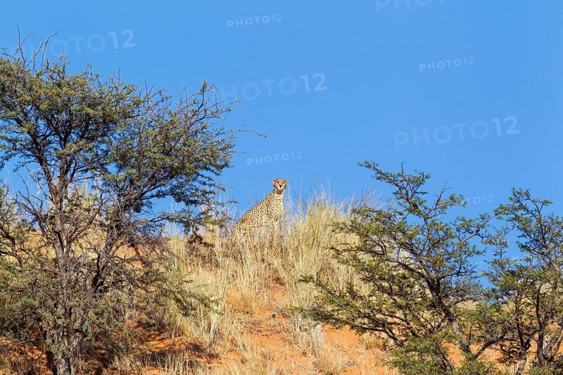 Cheetah
