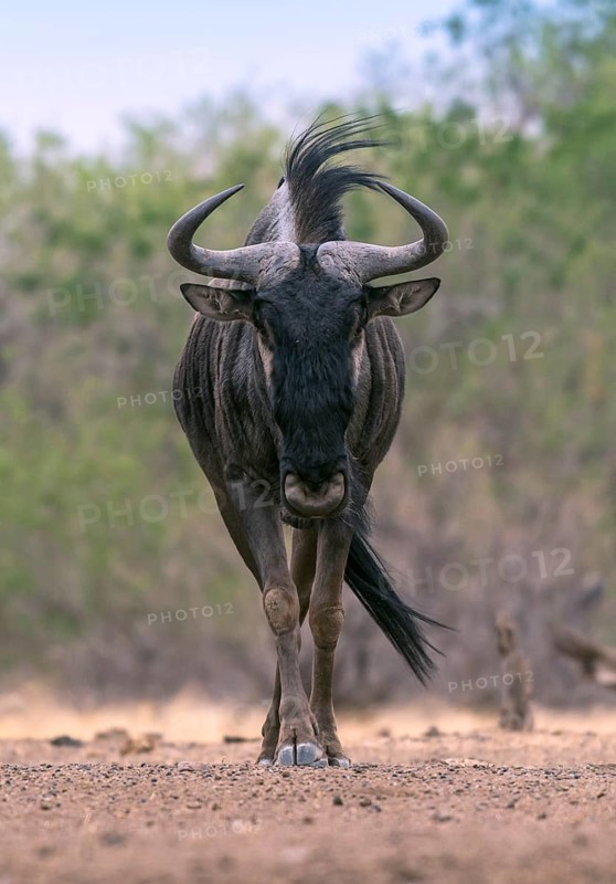 Blue wildebeest