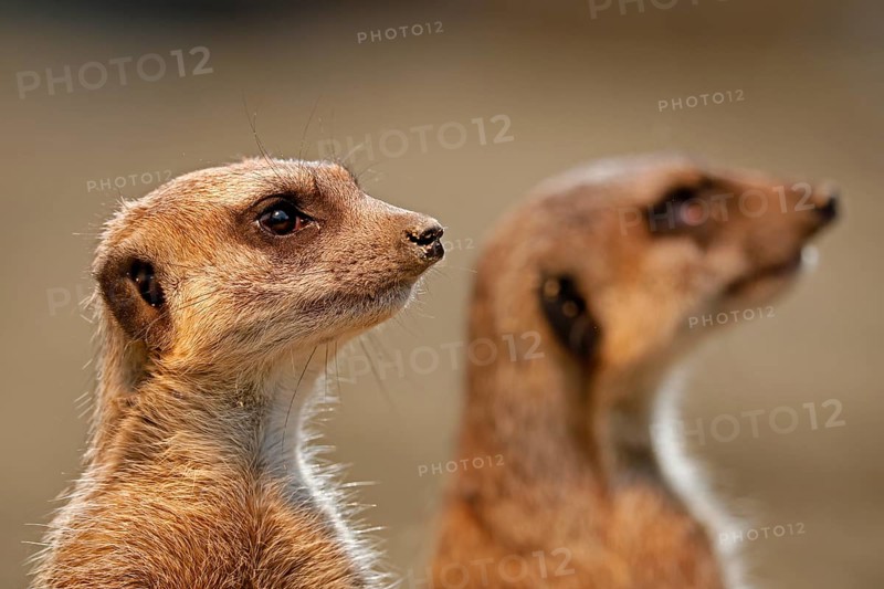 Meerkat