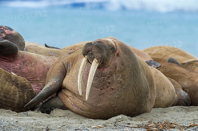 Walrus