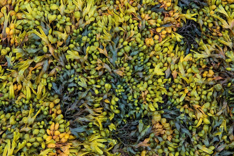 Various marine algae