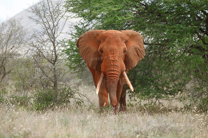 African bush elephant