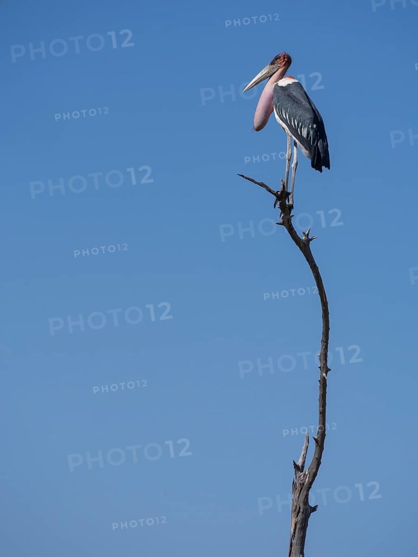 Marabou stork