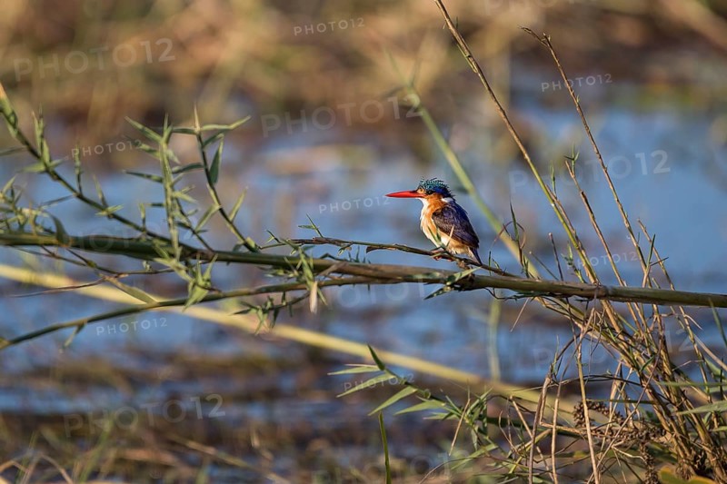 Malachite kingfisher