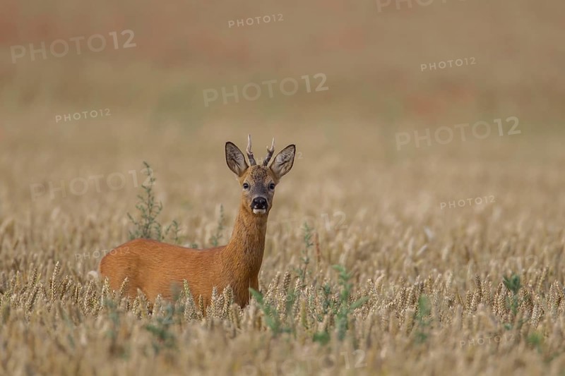 Roe deer