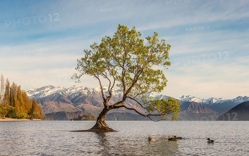 Single tree standing in water