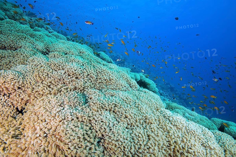 School of fish
