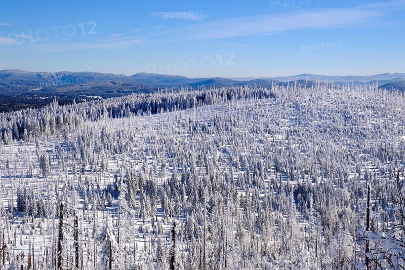 Forest regeneration